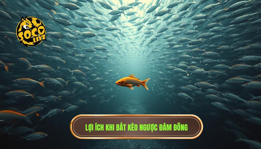 Tại sao nên bắt kèo ngược đám đông?